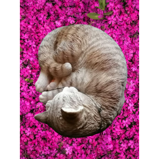Graue schlafende Katze - realistischer lackiertes Harz - 90/2000