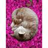 Grey sleeping cat – realistic painted resin – 90/2000 years